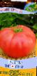 des tomates les espèces Kioto Photo et les caractéristiques