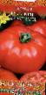 Tomatoes  Russkijj vkusnyjj  grade Photo