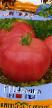Los tomates variedades Shaolin F1  Foto y características