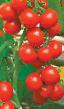 Tomater sorter Gorozhanin F1 Fil och egenskaper