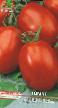 des tomates  Adelina l'espèce Photo