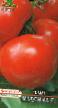 Tomatoes varieties Madonna F1 Photo and characteristics