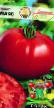 des tomates les espèces Maks Photo et les caractéristiques