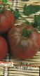 Los tomates  Negritenok variedad Foto