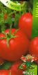 Los tomates  Testi F1 variedad Foto