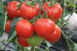 des tomates  Zhenaros F1 l'espèce Photo