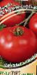 Tomater sorter Krasnogorskijj F1 Fil och egenskaper