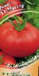 des tomates  Master F1 l'espèce Photo