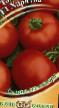 Los tomates  Kharizma F1 variedad Foto