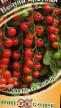 des tomates  Vishnya krasnaya l'espèce Photo