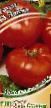 Los tomates variedades Lajjma F1  Foto y características