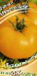 tomaatit lajit Novogodnijj kuva ja ominaisuudet