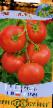 des tomates  Torzhok l'espèce Photo
