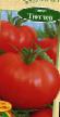 Tomaten Sorten Tyutchev Foto und Merkmale