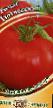 des tomates les espèces Tyutchevskijj Photo et les caractéristiques