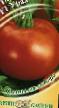 I pomodori le sorte Ural F1 foto e caratteristiche