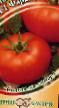 des tomates les espèces Faraon F1 Photo et les caractéristiques