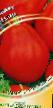 I pomodori le sorte Chalma foto e caratteristiche