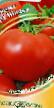 Los tomates  Shipka F1 variedad Foto