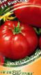 Los tomates variedades Biatlon F1 Foto y características