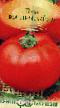 Los tomates  Volgogradskijj 5/95 variedad Foto