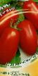 Los tomates variedades Gaspacho Foto y características
