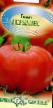 des tomates  Gerkules l'espèce Photo