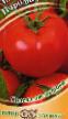Los tomates  Parodist variedad Foto