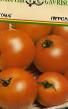 Los tomates  Persejj variedad Foto