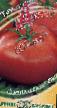 tomaatit lajit Fakt (AiFakt Yubilejj!) kuva ja ominaisuudet