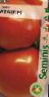 Tomater sorter Amati F1 Fil och egenskaper