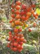 Los tomates variedades Kish-mish krasnyjj F1 Foto y características
