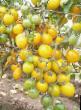 Tomatoes varieties Kish-mish zheltyjj F1 Photo and characteristics