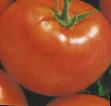 Los tomates variedades Shhelkovskijj rannijj Foto y características