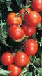 Tomater sorter Alvaro F1  Fil och egenskaper