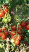 Tomatoes varieties Nektar F1  Photo and characteristics