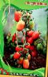 Tomatoes varieties Ledenec Photo and characteristics