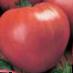 des tomates les espèces Rozovyjj Spam F1 Photo et les caractéristiques