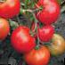 Los tomates variedades Server F1  Foto y características
