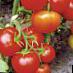 Los tomates variedades Semko 18 F1 Foto y características