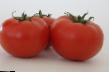 Tomatoes  Belle F1 grade Photo