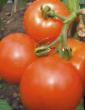 des tomates les espèces Yabloki na snegu (S.O.) Photo et les caractéristiques