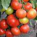 Los tomates variedades Didzhejj F1 Foto y características