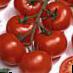 Los tomates variedades Vitador F1 Foto y características
