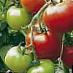 Los tomates  Celsus F1 variedad Foto