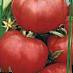 Tomatoes  Posejjdon F1 grade Photo