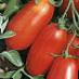 des tomates  Semko-2000 F1 l'espèce Photo