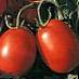 Tomatoes varieties Unikum F1 Photo and characteristics