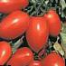Los tomates  Semko 101 F1 variedad Foto