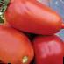 Los tomates variedades Semko 2005 F1  Foto y características